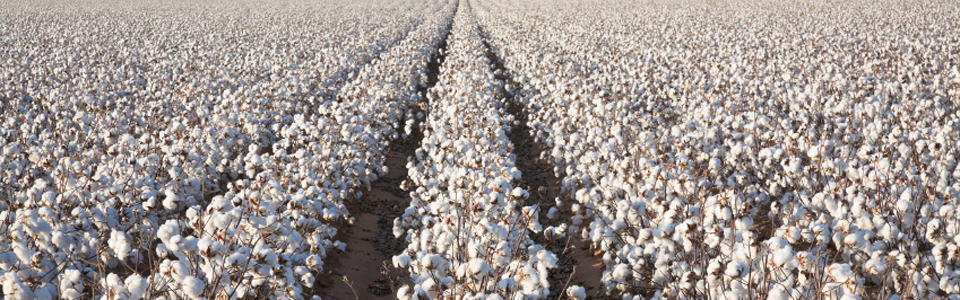 white ripe cotton field ready for harvest ripe cotton in field ready for harvest